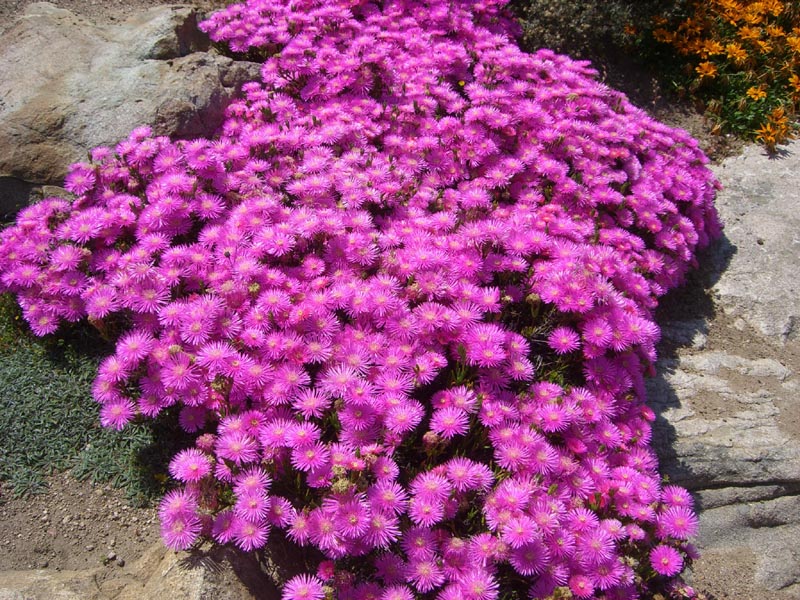 Lampranthus sp photo